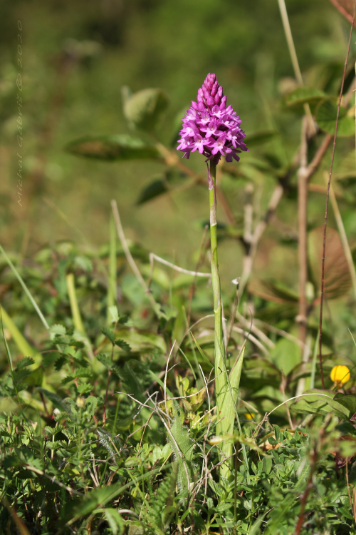 červenohlav ihlanovitý Anacamptis pyramidalis (L.) Rich