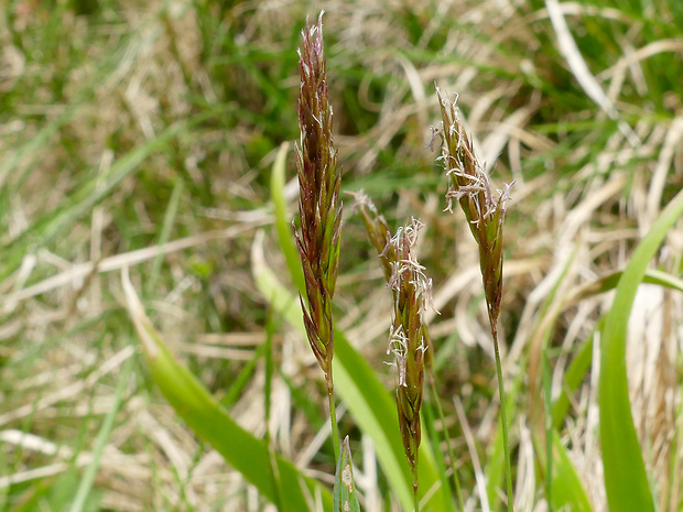 Anthoxanthum alpinum Á. Löve &amp; D. Löve