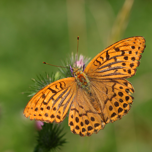 perlovec striebropásavý ♂️ Argynnis paphia