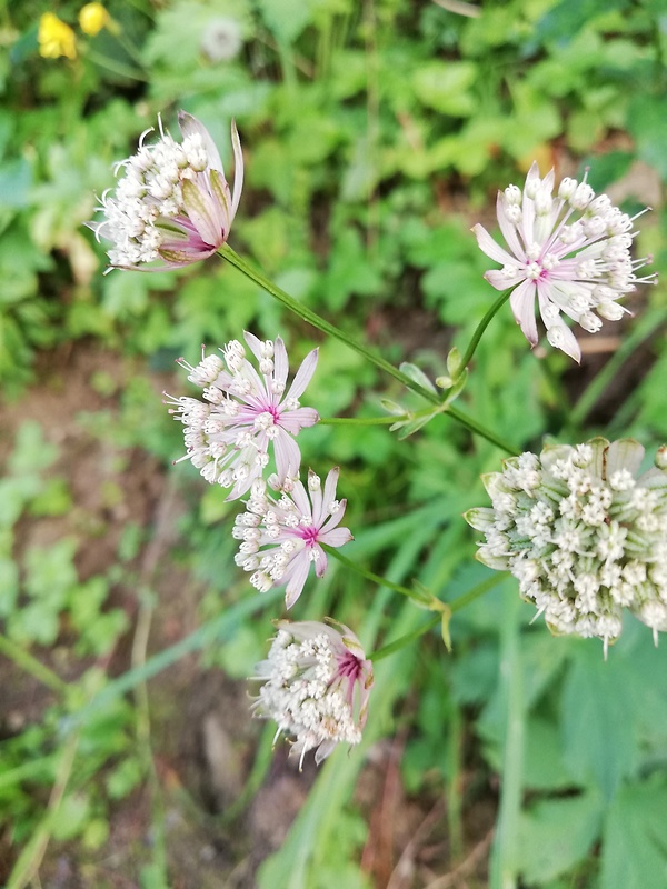 jarmanka väčšia Astrantia major L.