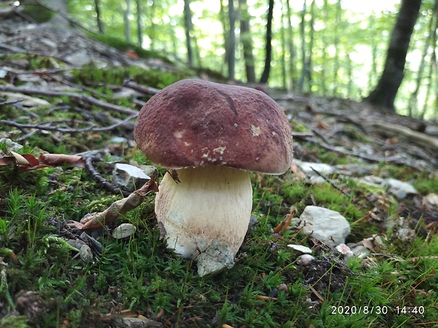 hríb sosnový Boletus pinophilus Pil. et Dermek in Pil.