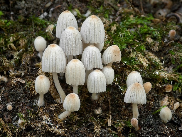 hnojník rozsiaty Coprinellus disseminatus (Pers.) J.E. Lange