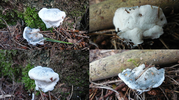 šťavnatec modrastý Cyanosporus caesius (Schrad.) McGinty