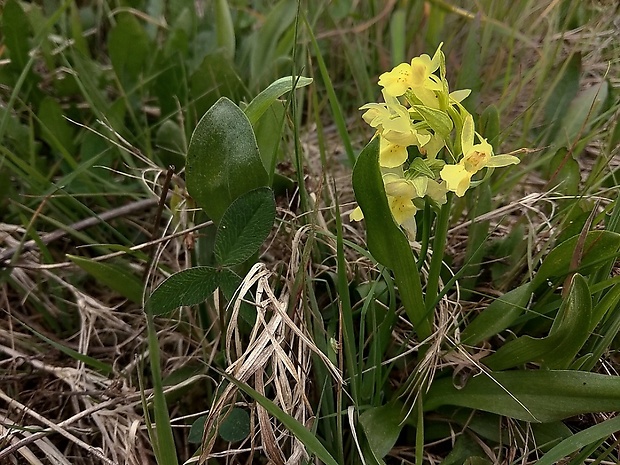 vstavačovec bazový Dactylorhiza sambucina (L.) Soó