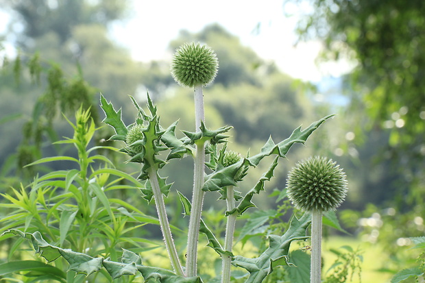 ježibaba guľatohlavá Echinops sp., asi E. sphaerocephalus