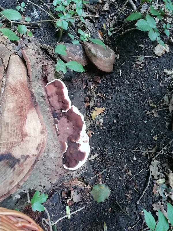 lesklokôrovka Ganoderma sp.