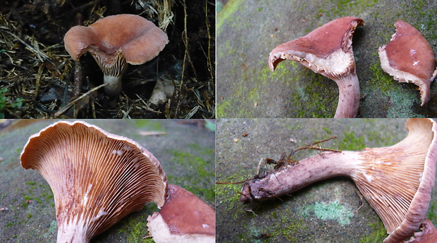 rýdzik gáfrový Lactarius camphoratus (Bull.) Fr.