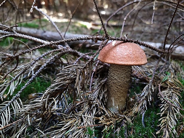 kozák smrekový Leccinum piceinum Pilát & Dermek