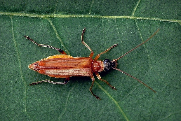 stehnáč (sk) / stehenáč nahnědlý (cz) Oedemera podagrariae Linnaeus, 1767