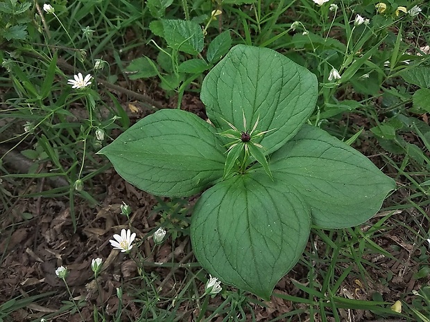 vranovec štvorlistý Paris quadrifolia L.