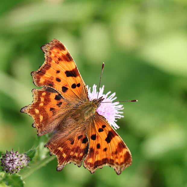 babôčka zubatokrídla Polygonia c-album