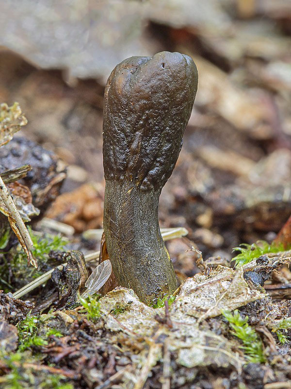 žezlovka srnková Tolypocladium ophioglossoides (J.F. Gmel.) Quandt, Kepler & Spatafora