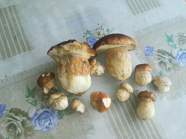 hríb smrekový Boletus edulis Bull.