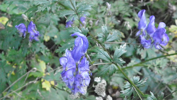 prilbica pestrá Aconitum variegatum L.