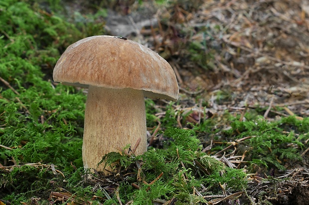 hríb dubový Boletus reticulatus Schaeff.