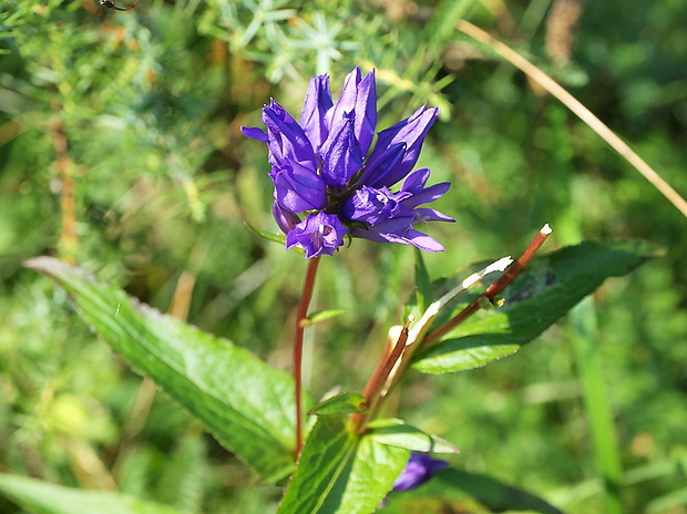 zvonček klbkatý  Campanula glomerata sp.