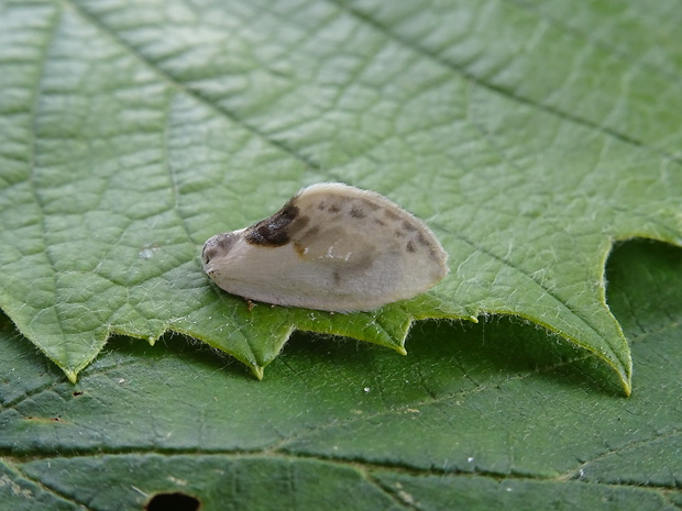 srpokrídlovec trnkový Cilix glaucata