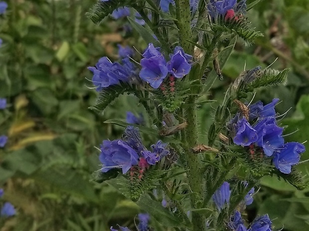 hadinec obyčajný Echium vulgare L.