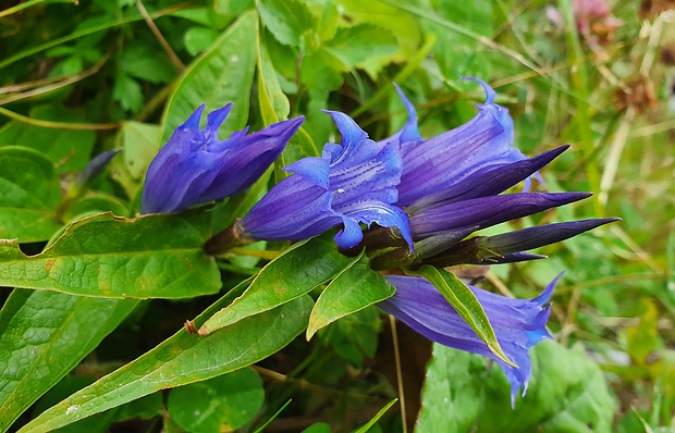 horec luskáčovitý Gentiana asclepiadea L.