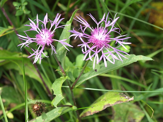 nevädzovec  Jacea sp. Lam.