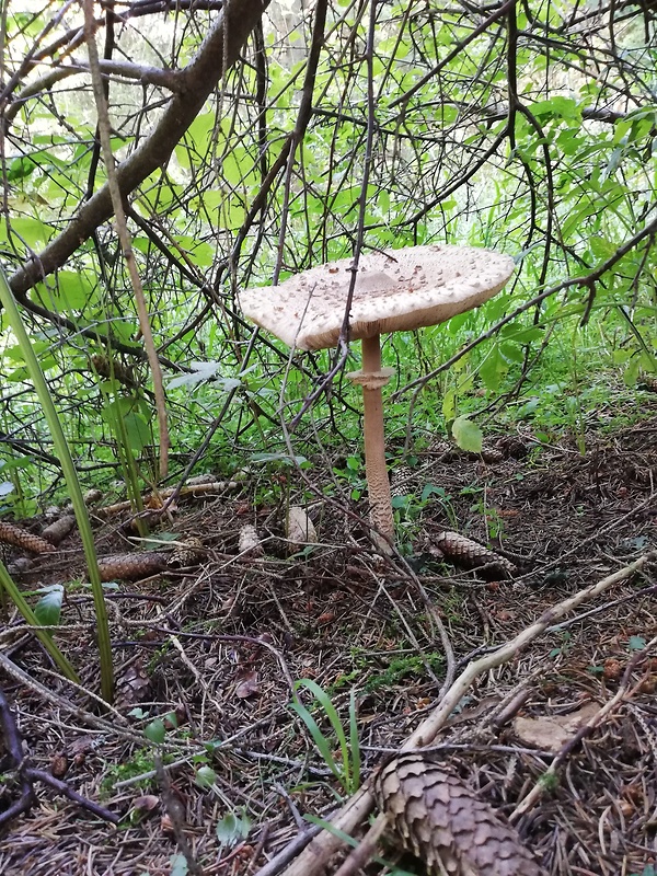 bedľa vysoká Macrolepiota procera (Scop.) Singer