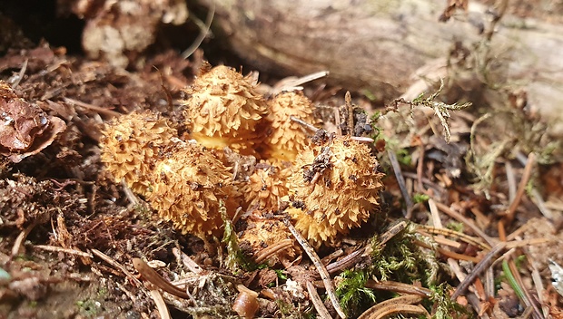 šupinovka šupinatá Pholiota squarrosa (Vahl) P. Kumm.