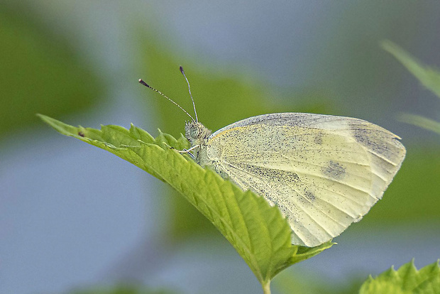 mlynárik repový  Pieris rapae