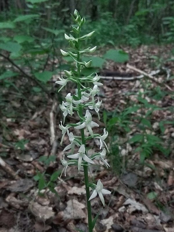 vemenník dvojlistý Platanthera bifolia (L.) Rich.