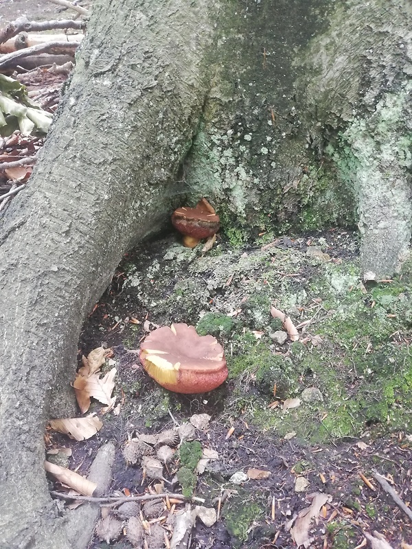 hríb zrnitohlúbikový Sutorius luridiformis (Rostk.) G. Wu & Zhu L. Yang