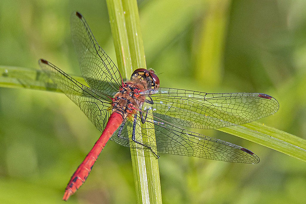 vážka červená Sympetrum sanguineum