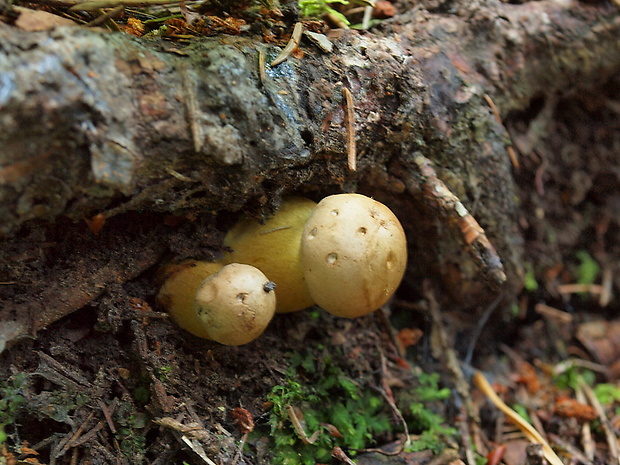 podhríb žlčový Tylopilus felleus (Bull.) P. Karst.