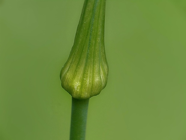 cesnak planý Allium oleraceum L.