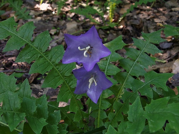 zvonček broskyňolistý Campanula persicifolia L.