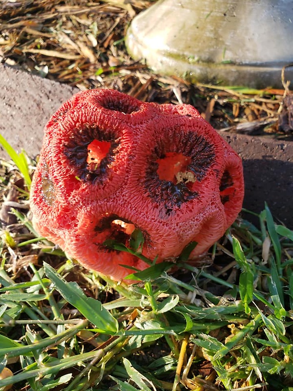 mrežovka červená Clathrus ruber P. Micheli ex Pers.