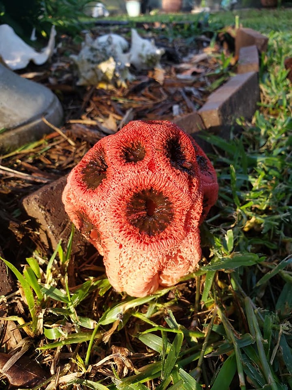 mrežovka červená Clathrus ruber P. Micheli ex Pers.