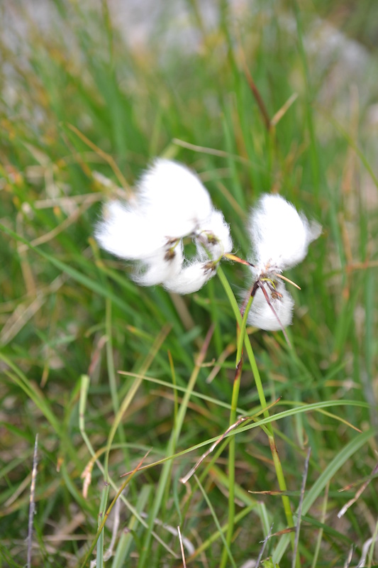 páperník úzkolistý Eriophorum angustifolium Honck.