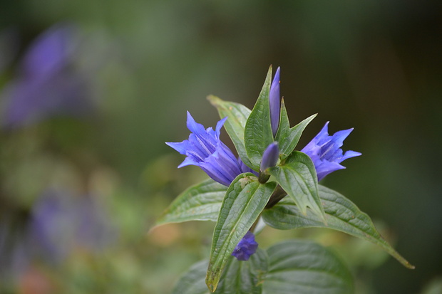 horec luskáčovitý Gentiana asclepiadea L.