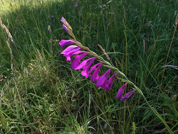 mečík škridlicovitý Gladiolus imbricatus L.