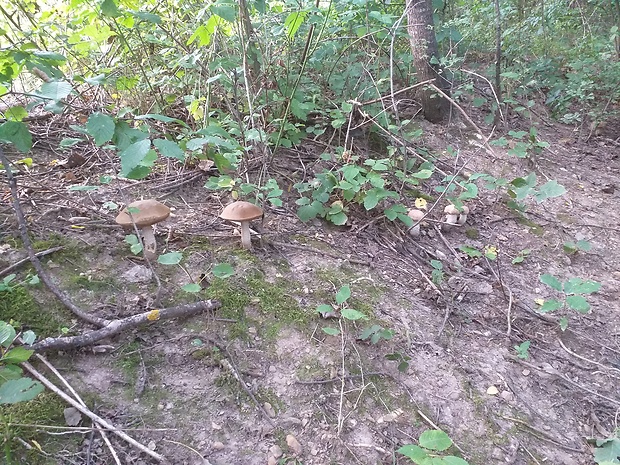 Kozák osikový hnedý Leccinum rufum var. decipiens (Singer) Klofac