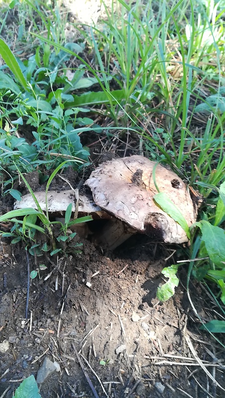 pečiarka dvojvýtrusná Agaricus bisporus (J.E. Lange) Imbach