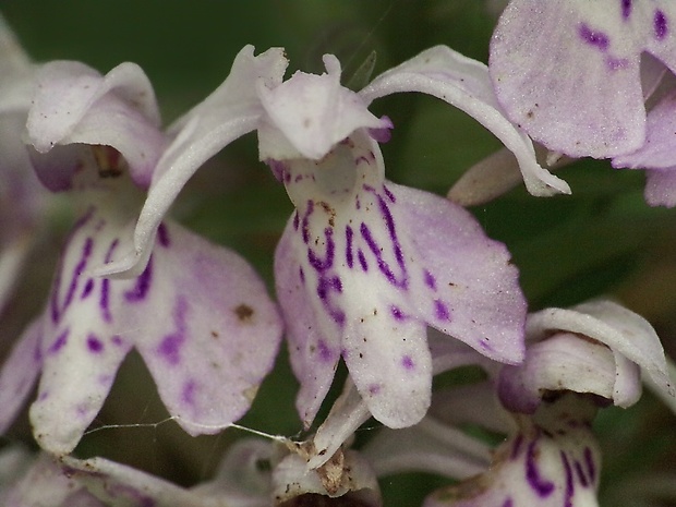 vstavačovec fuchsov pravý Dactylorhiza fuchsii subsp. fuchsii (Druce) Soó