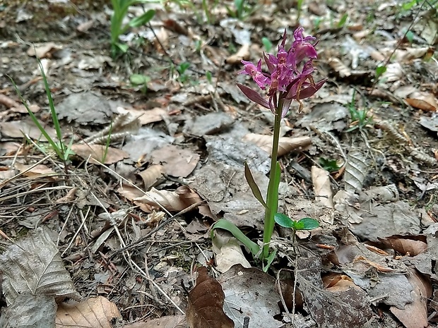 vstavačovec bazový Dactylorhiza sambucina (L.) Soó