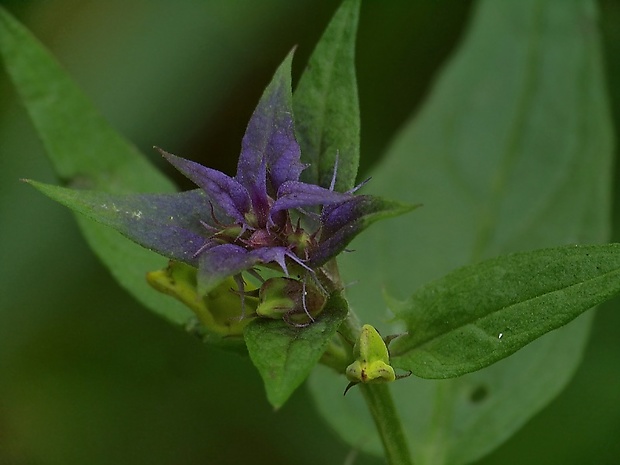 čermeľ hájny Melampyrum nemorosum L.