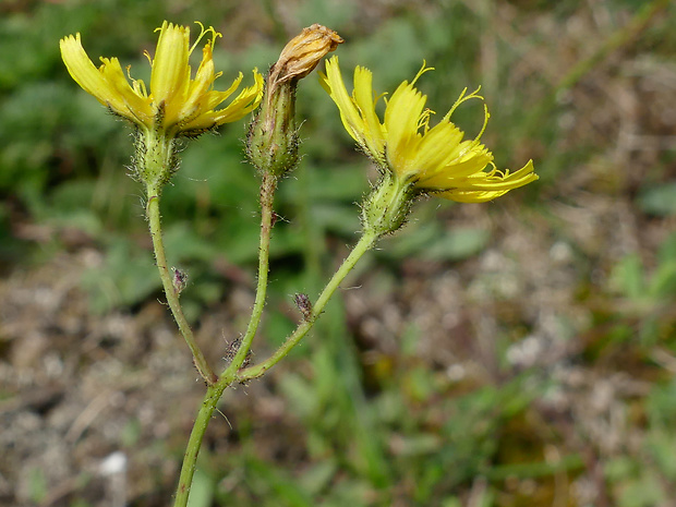 chlpánik Pilosella melinomelas (Peter) Holub