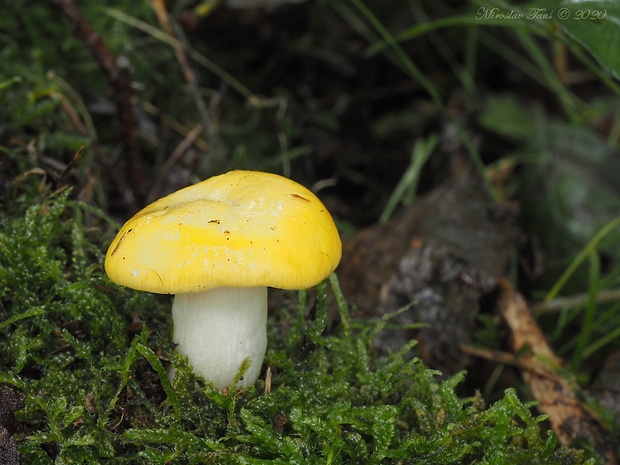 plávka chrómovožltá Russula claroflava Grove