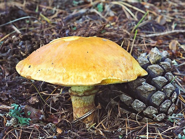 masliak smrekovcový Suillus grevillei (Klotzsch) Singer