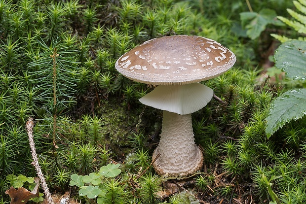 muchotrávka hrubá Amanita excelsa (Fr.) Bertill.