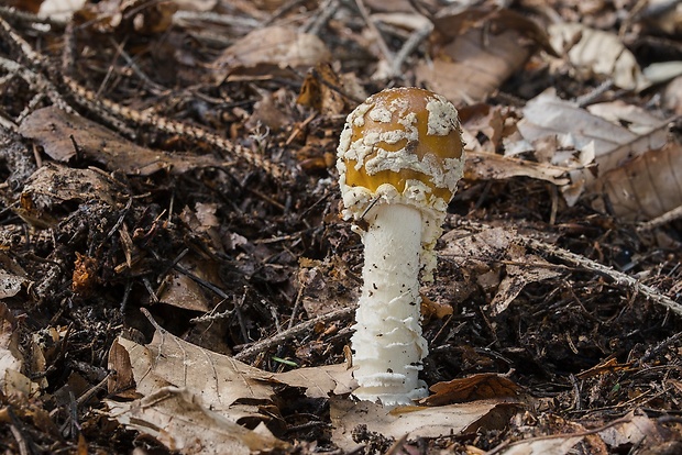 muchotrávka kráľovská Amanita regalis (Fr.) Michael