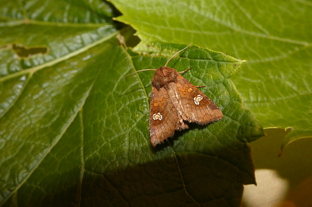 sivkavec poľný Amphipoea oculea