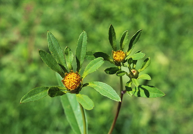 dvojzub lúčovitý Bidens radiata Thuill.